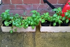 herb boxes constructed from used bed slats